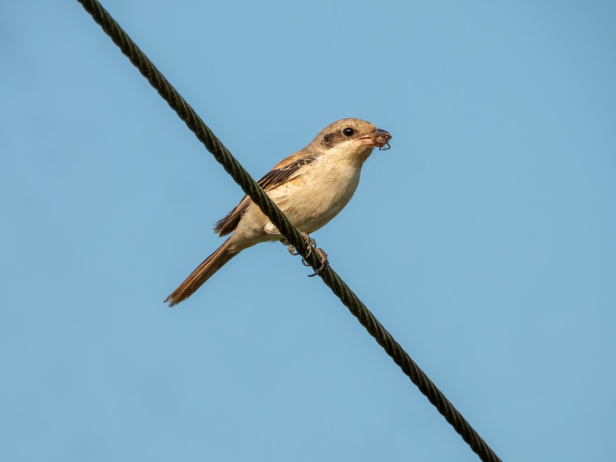 Bay-backed Shrike - ML646117850
