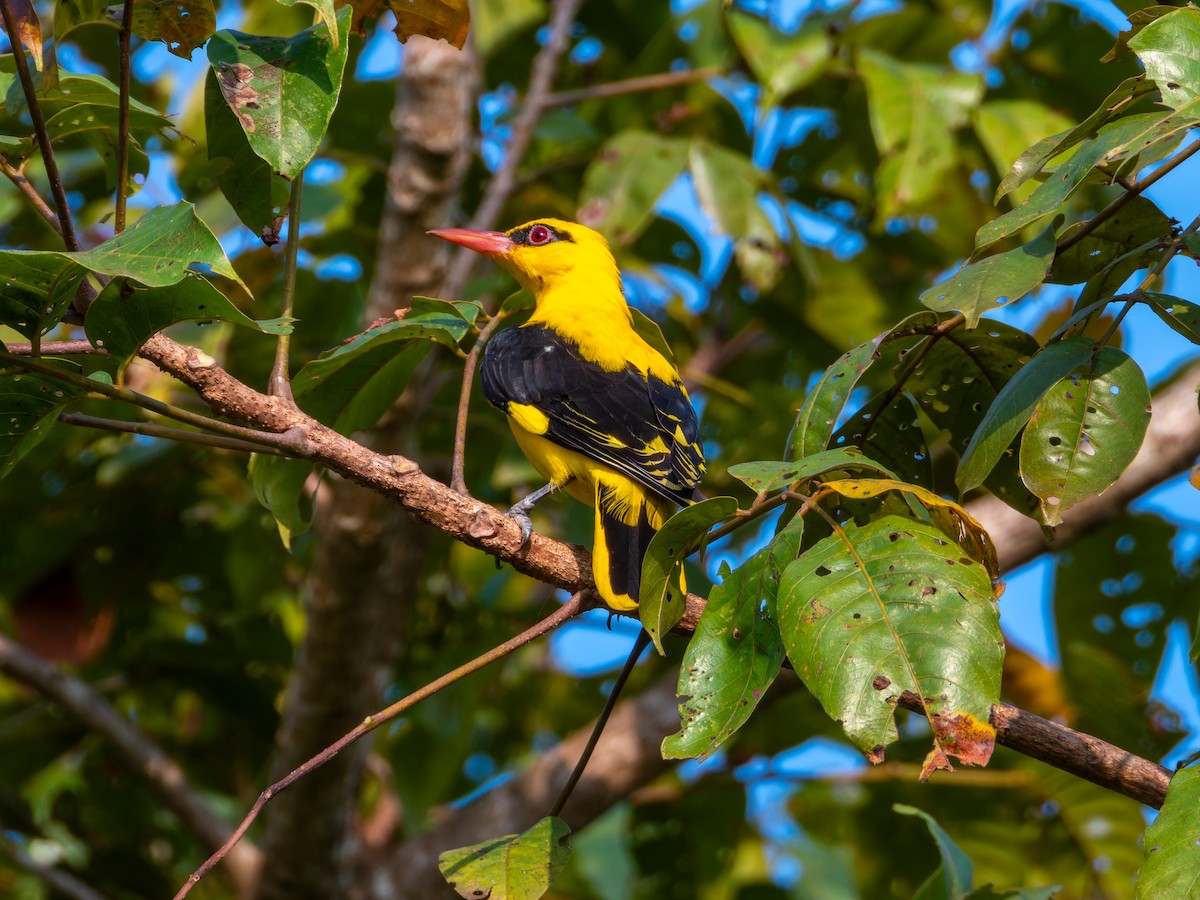 Indian Golden Oriole - ML646117853