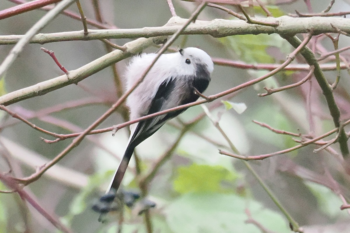 Long-tailed Tit - ML646117858