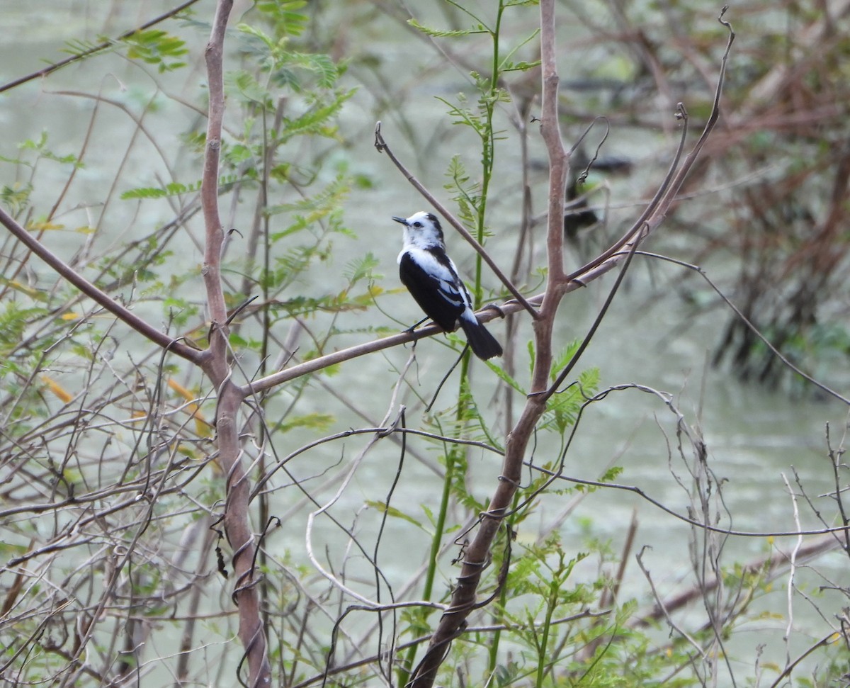 Pied Water-Tyrant - ML646117861
