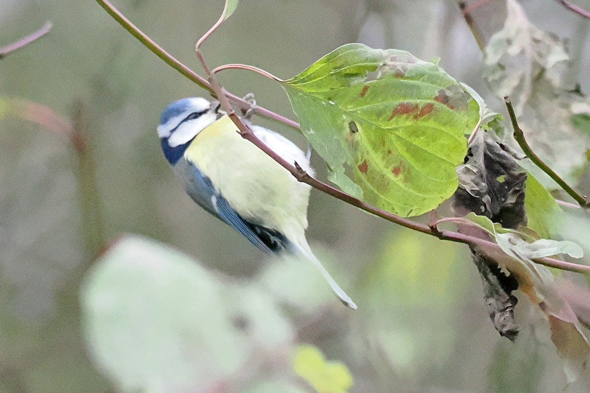 Eurasian Blue Tit - ML646117862