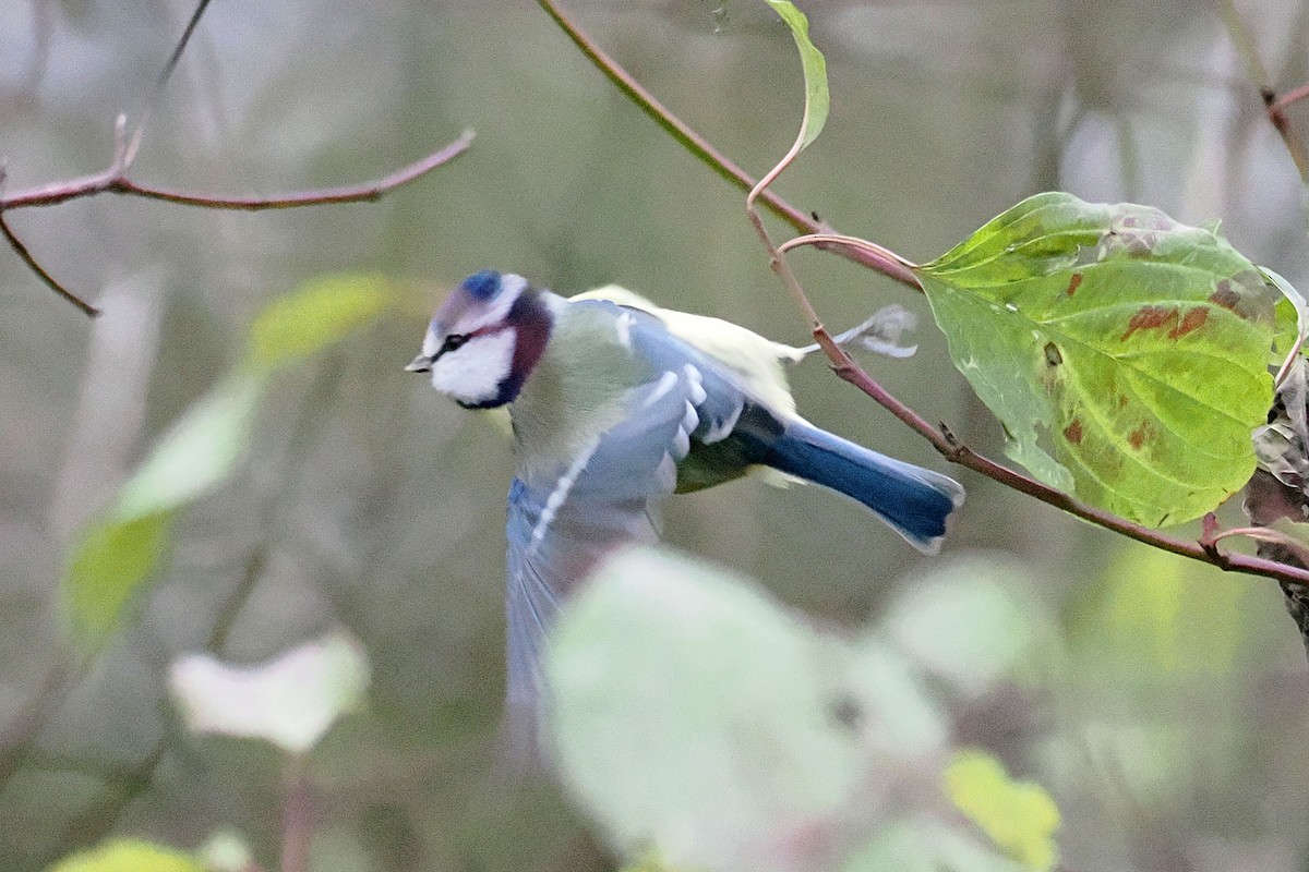 Eurasian Blue Tit - ML646117863