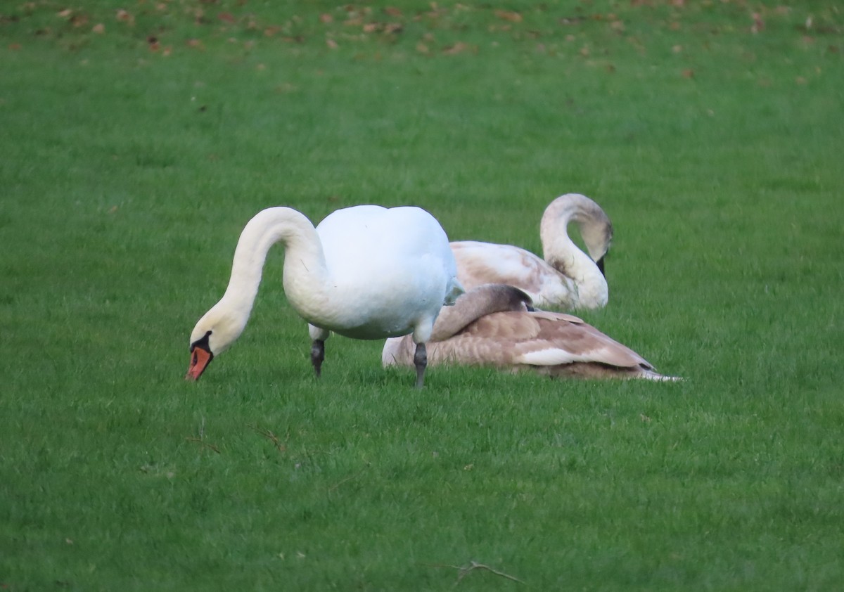 Mute Swan - ML646117868