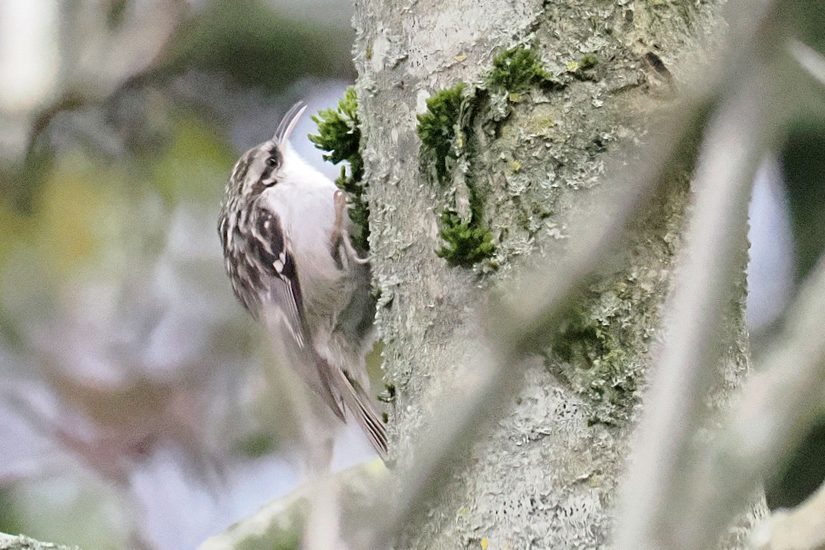 Short-toed Treecreeper - ML646117882