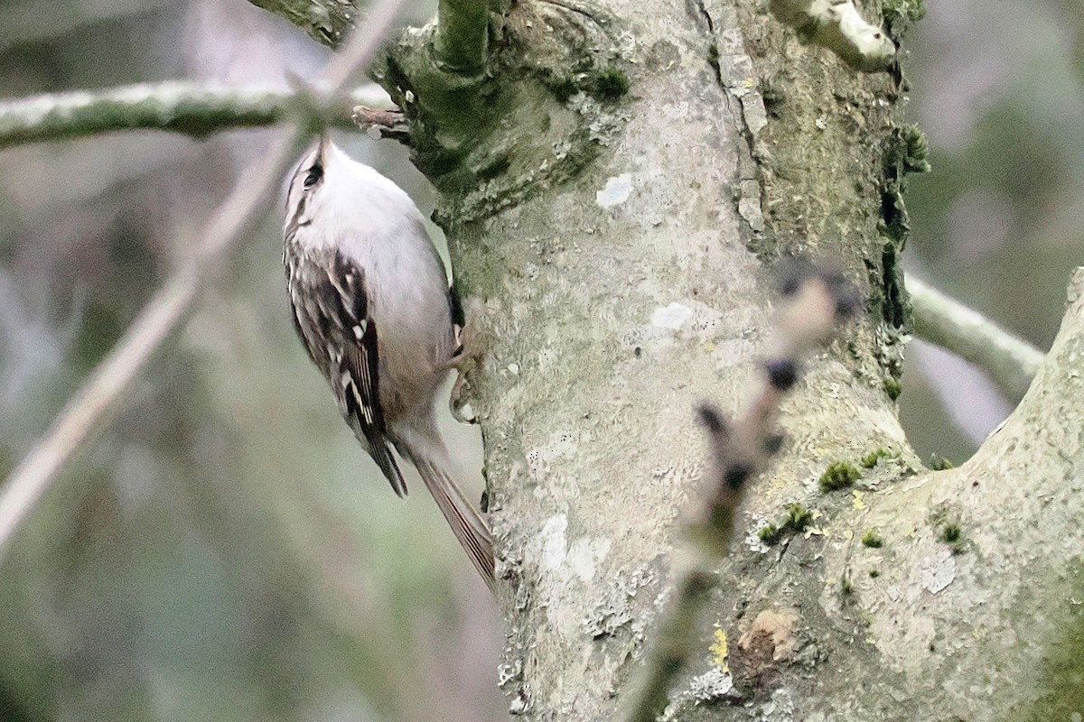 Short-toed Treecreeper - ML646117883