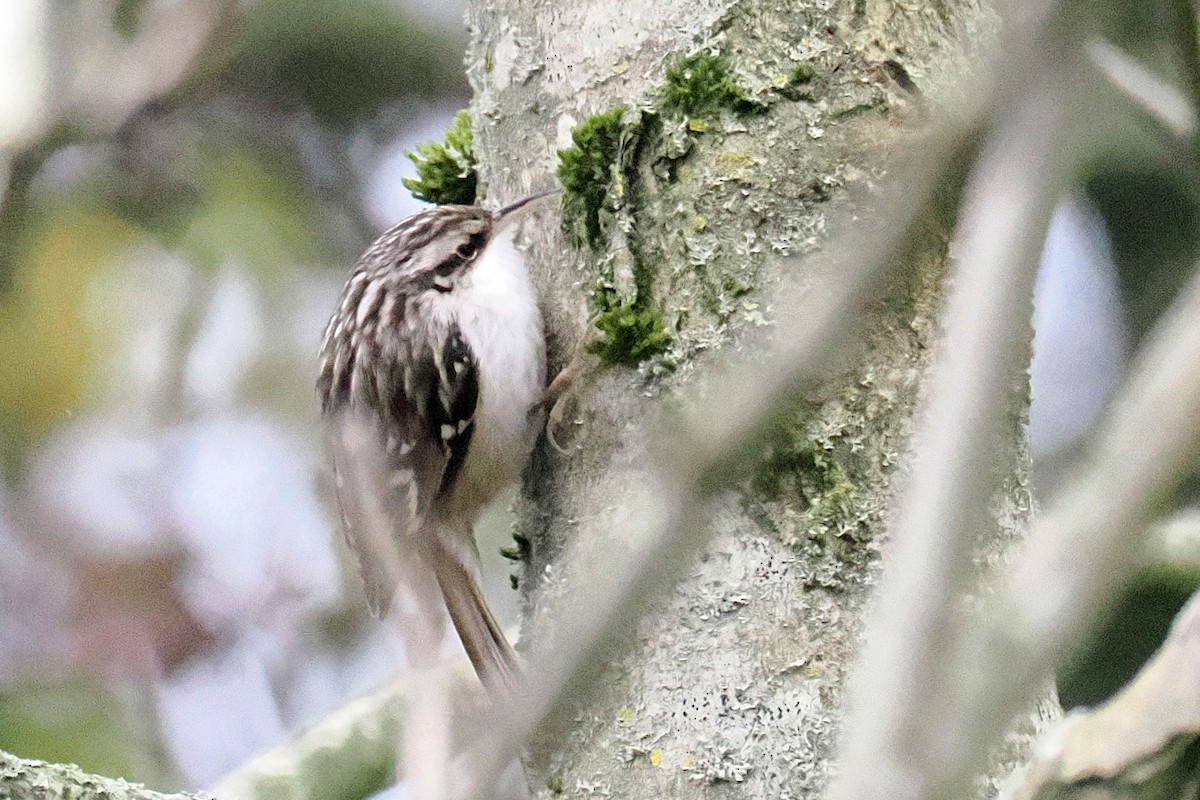 Short-toed Treecreeper - ML646117884