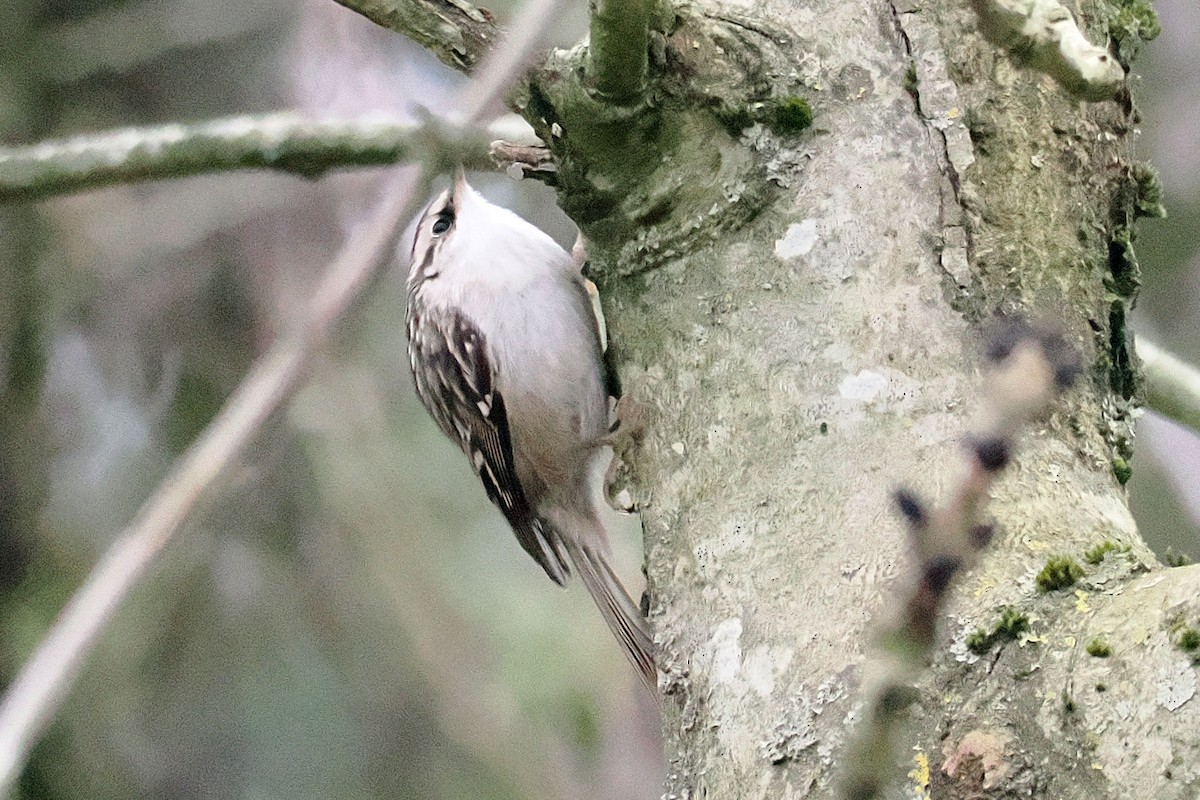 Short-toed Treecreeper - ML646117885