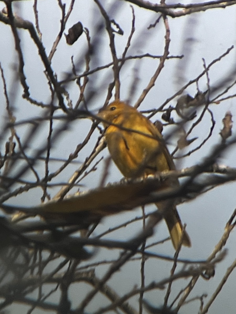 Summer Tanager - ML646117890