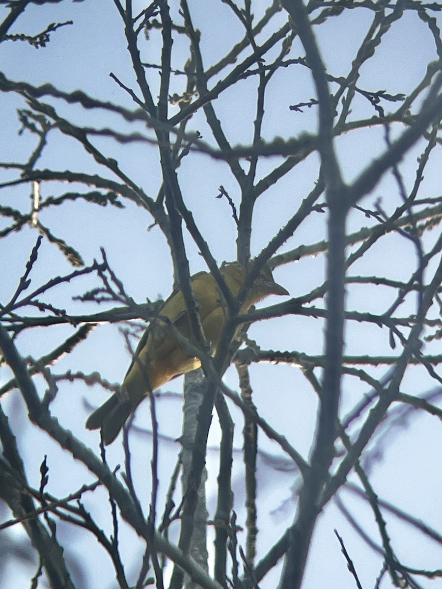 Summer Tanager - ML646117891