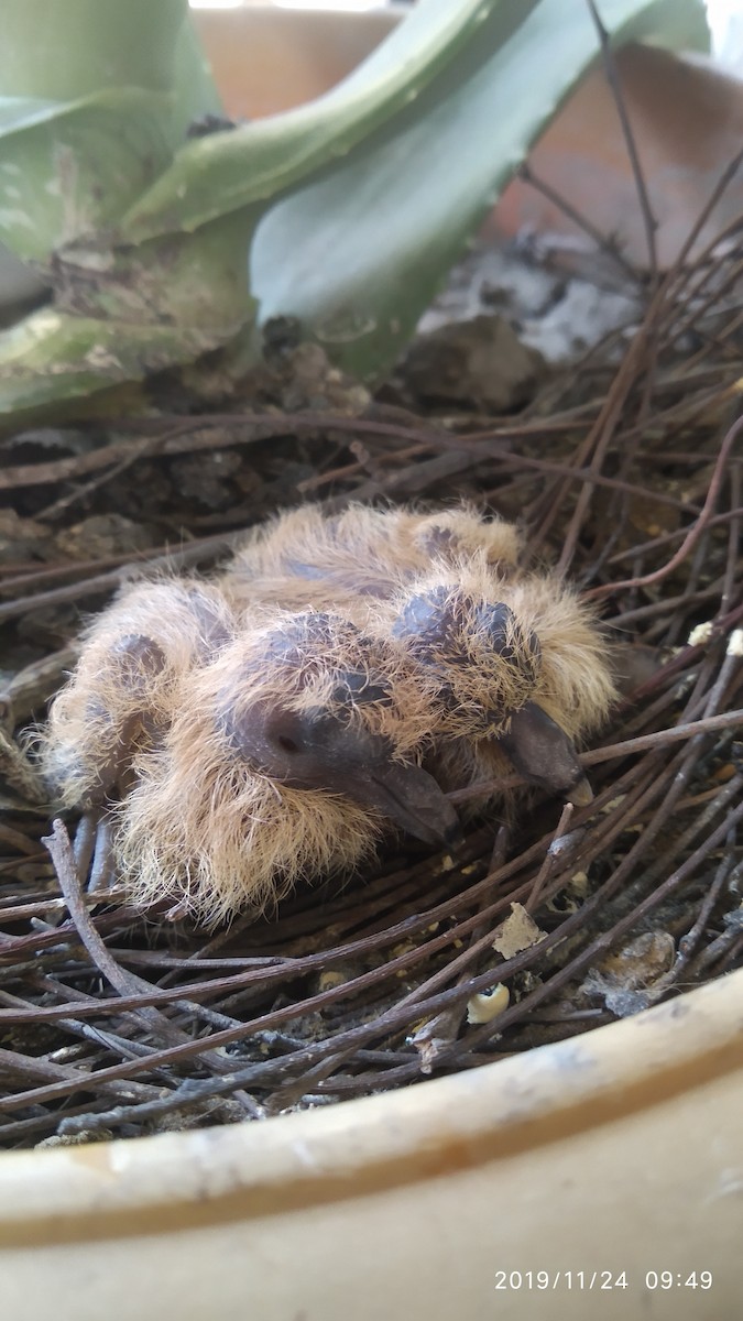 Spotted Dove - ML646117897