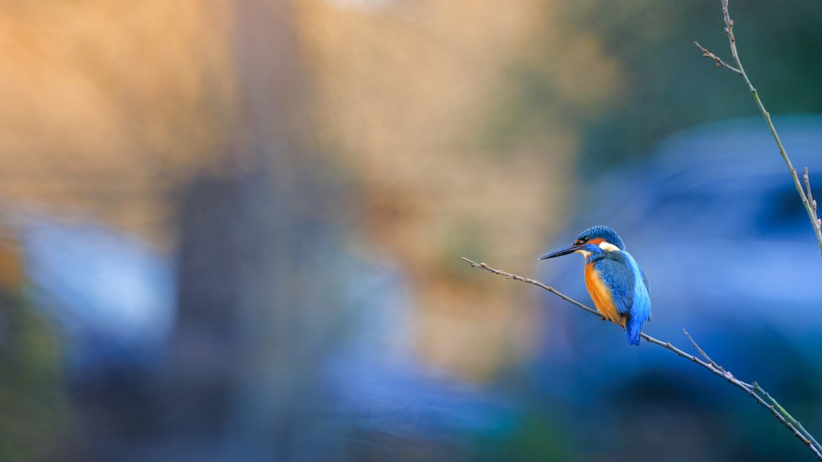 Common Kingfisher - ML646117899