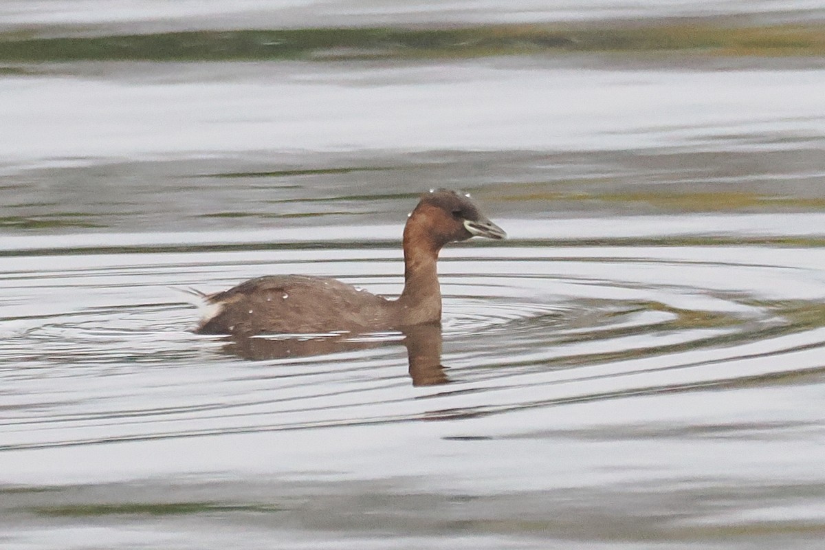 Little Grebe - ML646117901