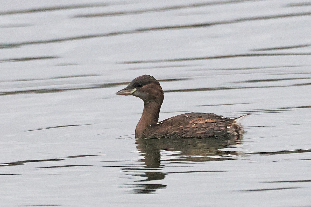 Little Grebe - ML646117902