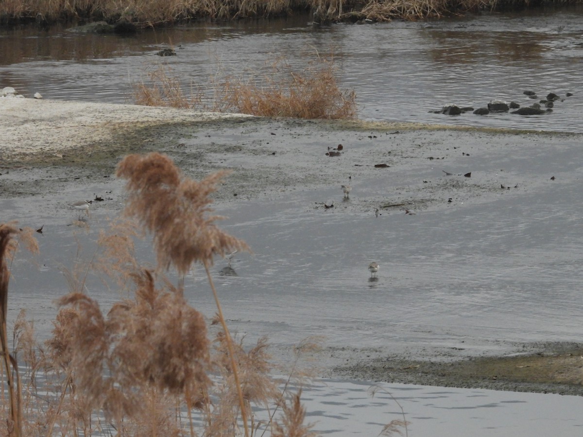 Long-billed Plover - ML646117906