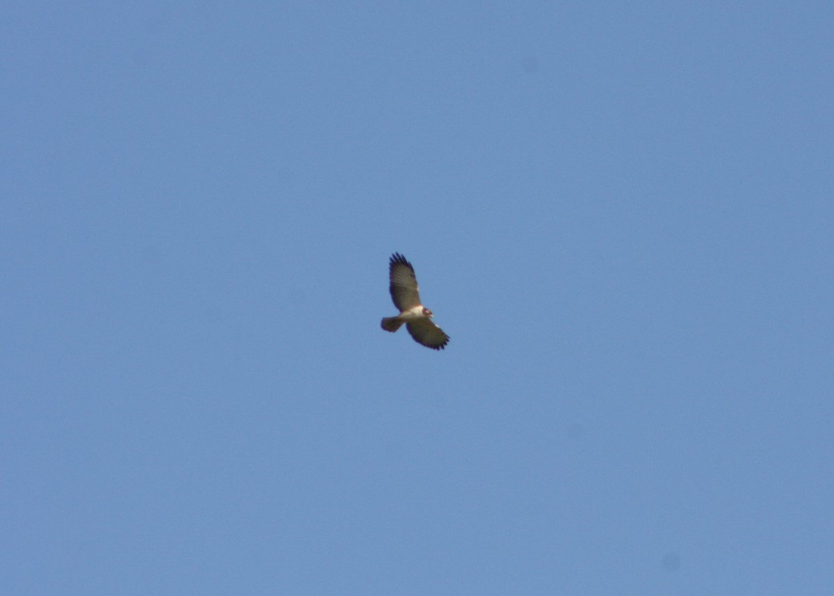 Short-tailed Hawk - ML646117908