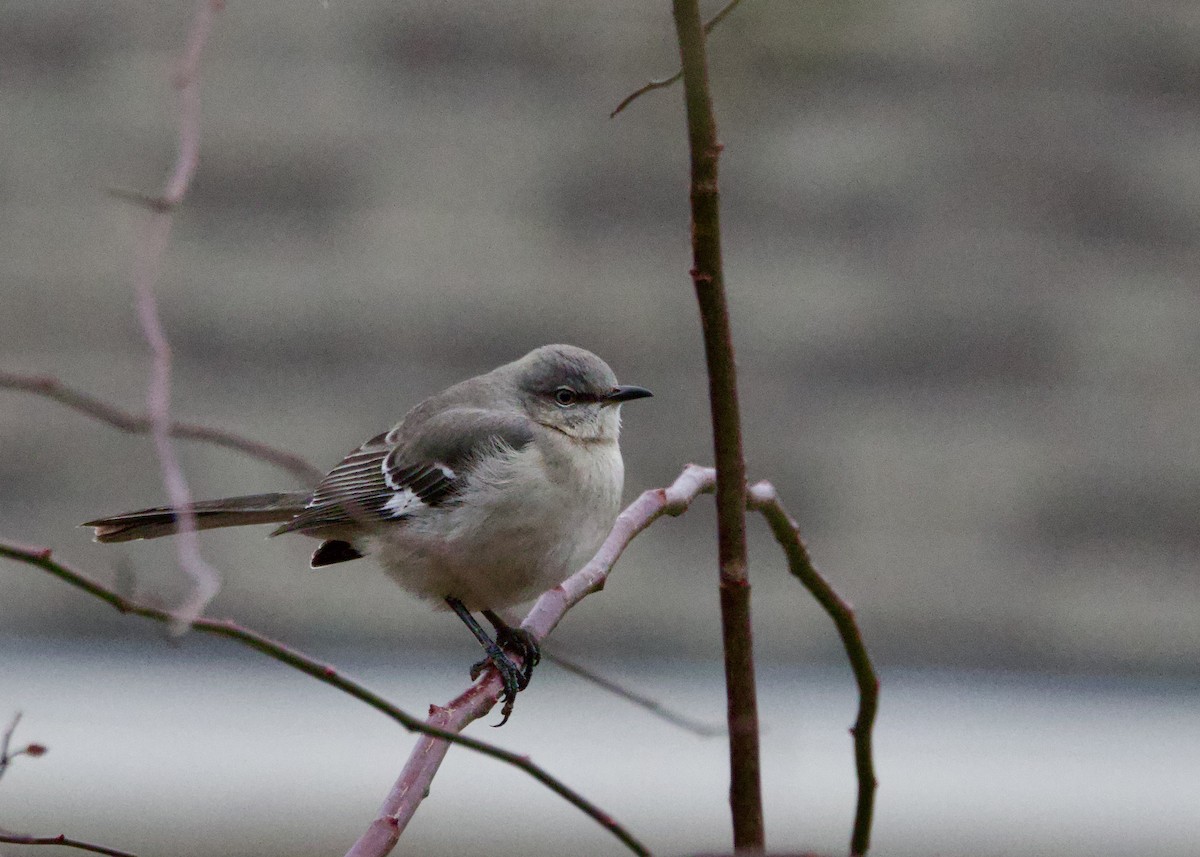 drozdec mnohohlasý - ML646117912