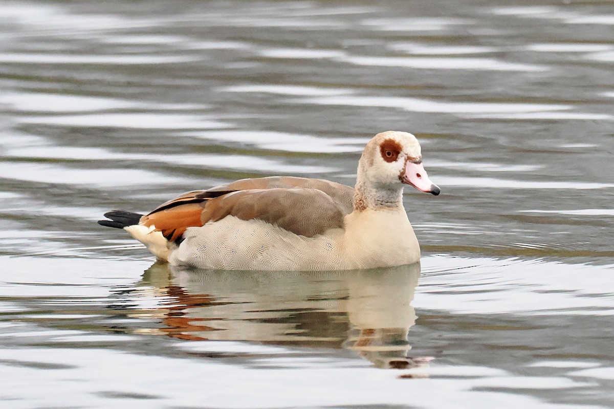 Egyptian Goose - ML646117915
