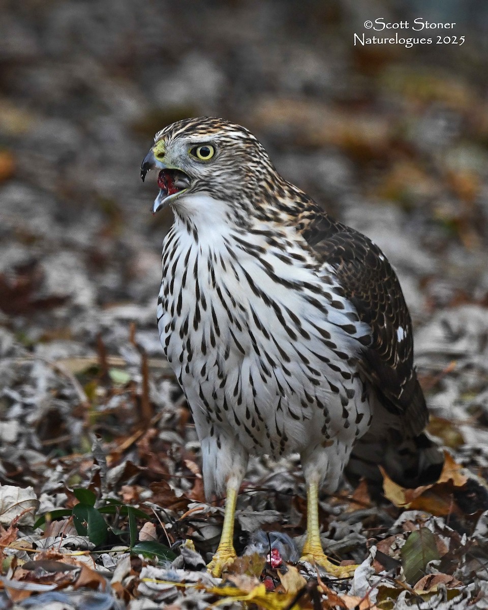 Rundschwanzhabicht - ML646117918