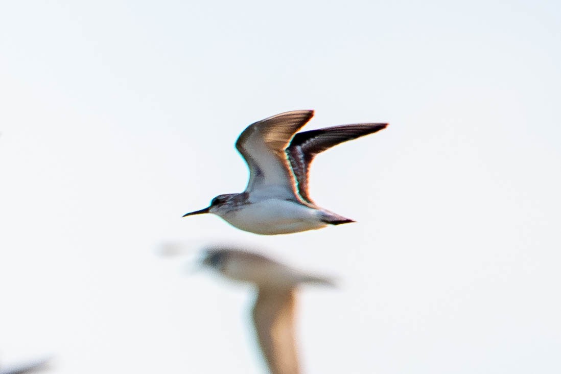 Little Stint - ML646117919
