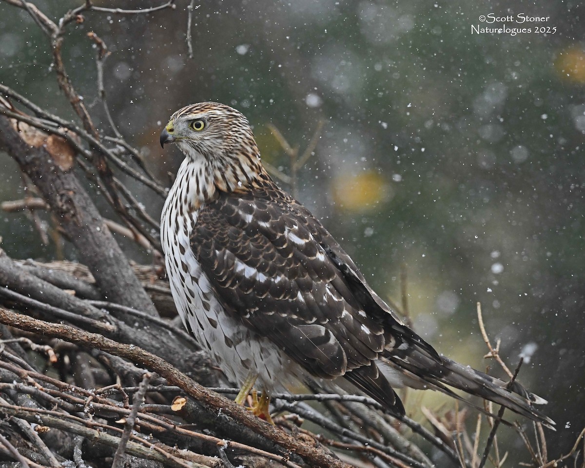 Rundschwanzhabicht - ML646117925