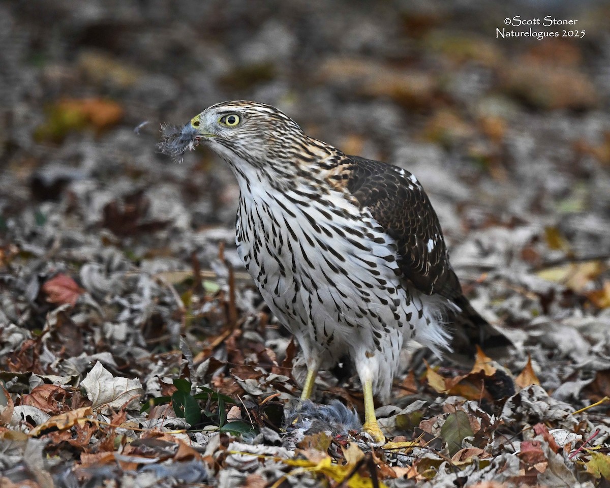 Rundschwanzhabicht - ML646117926