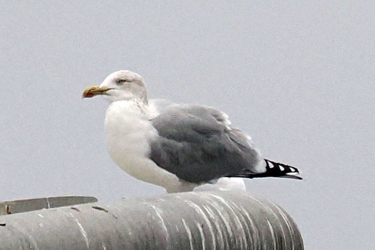 European Herring Gull - ML646117935