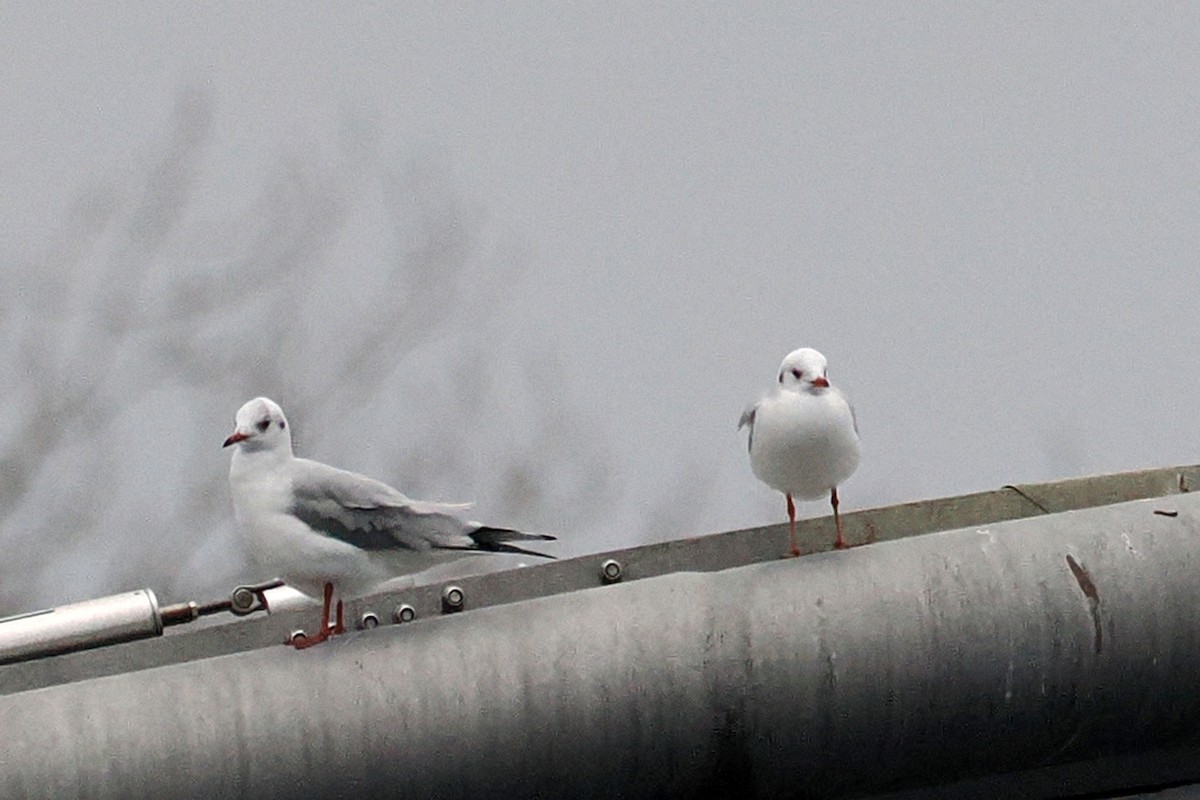 Black-headed Gull - ML646117943