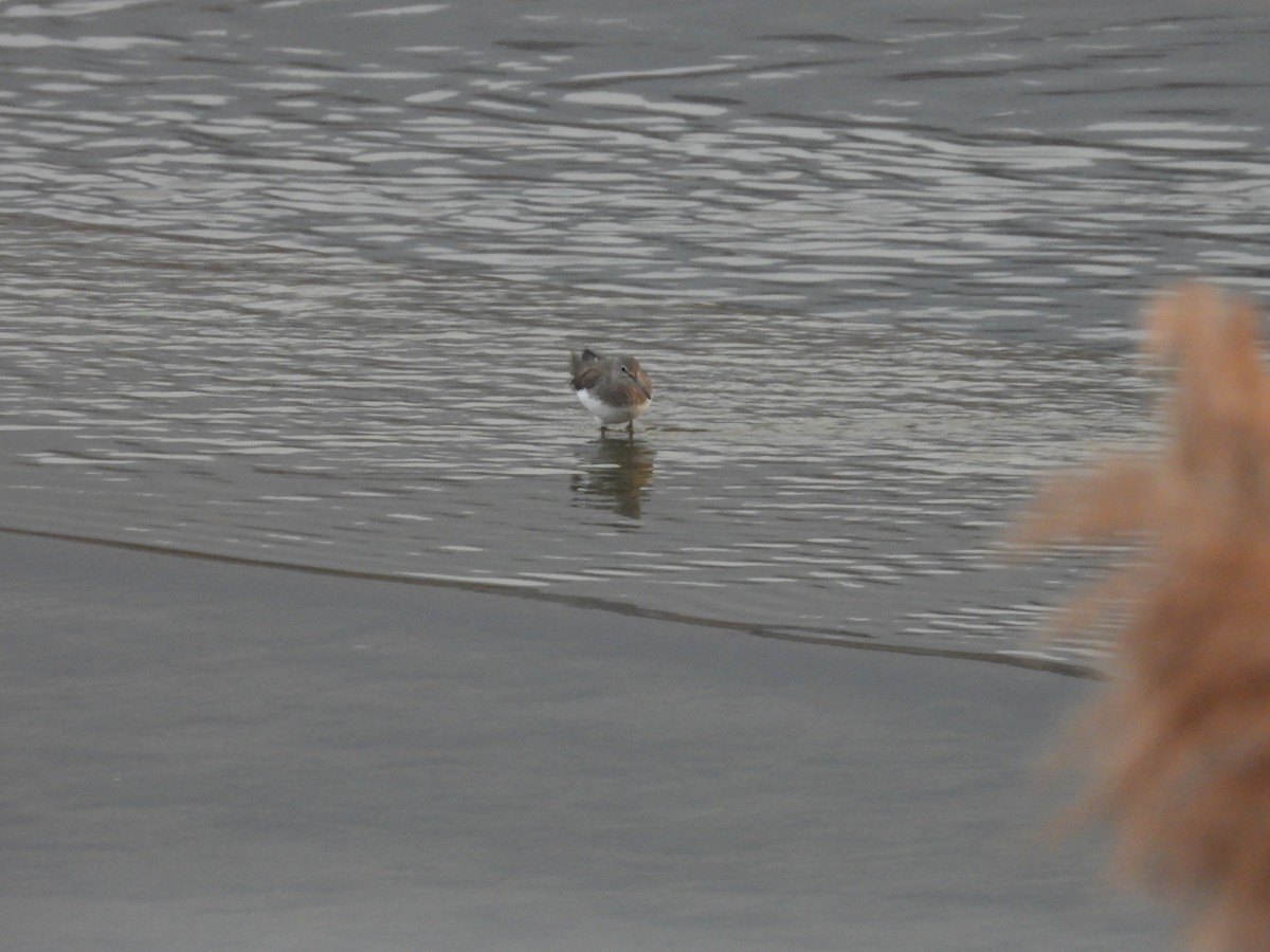 Green Sandpiper - ML646117944