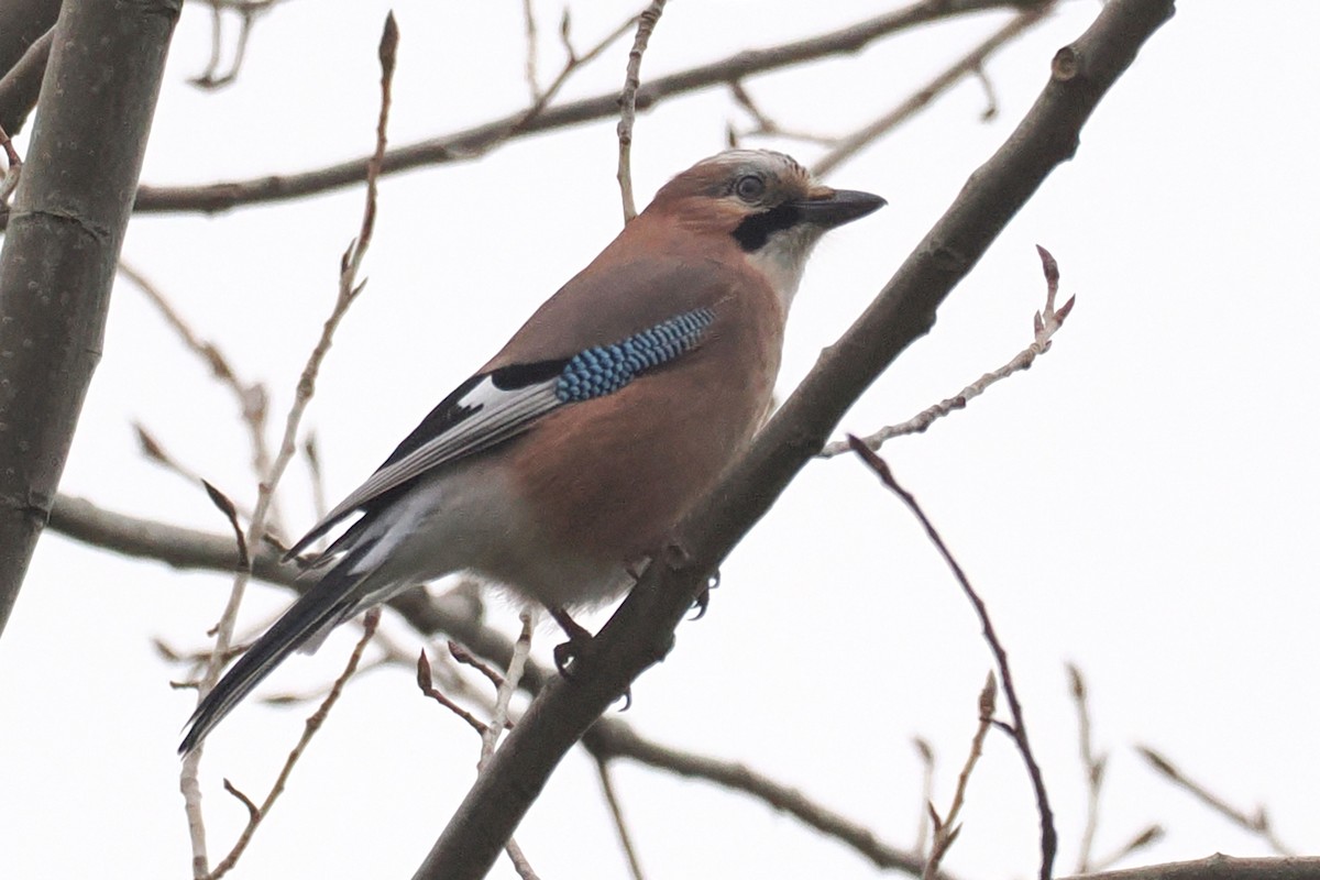 Arrendajo Euroasiático - ML646117950