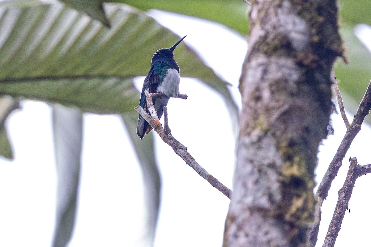 Colibrí Nuquiblanco - ML646117953