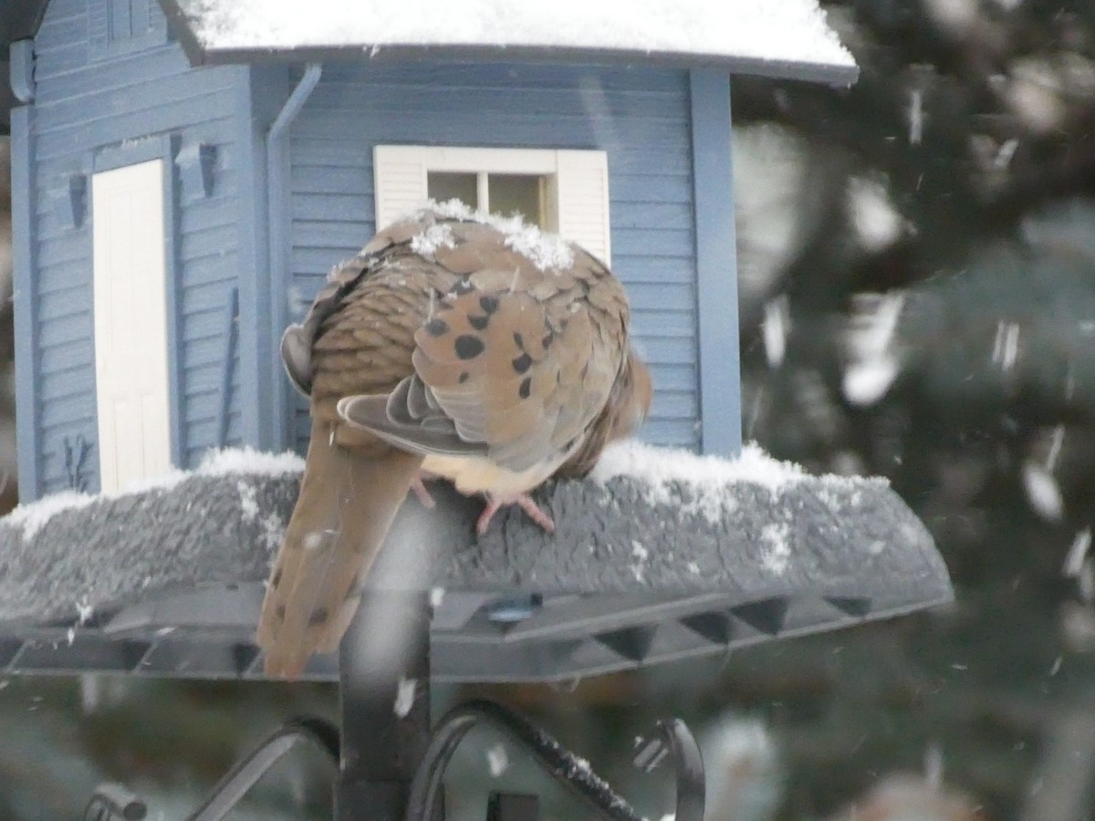 Zenaida Huilota - ML646117955