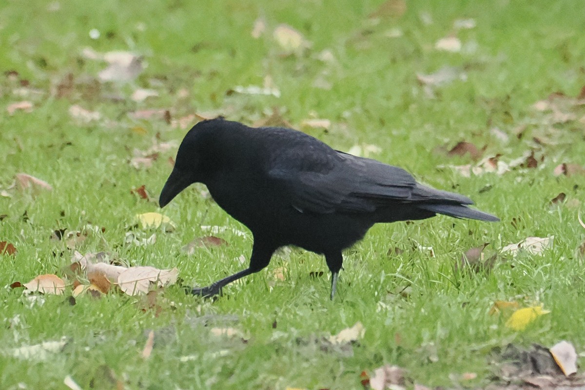 Corneja Negra - ML646117956