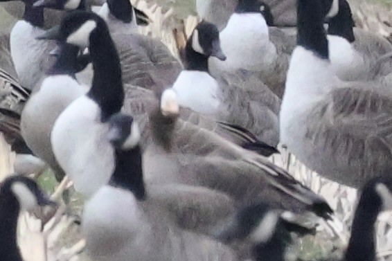Greater White-fronted Goose - ML646117964