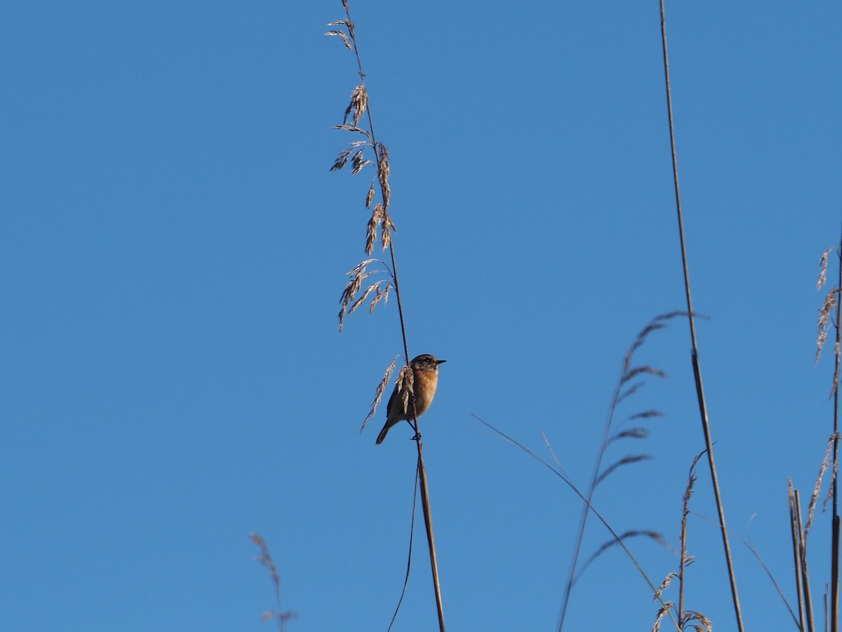 Tarabilla Europea - ML646117965