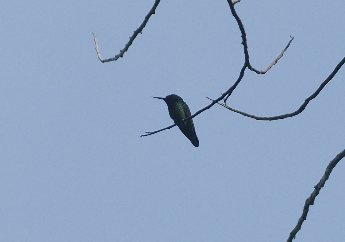 Mango Picolezna - ML646117966