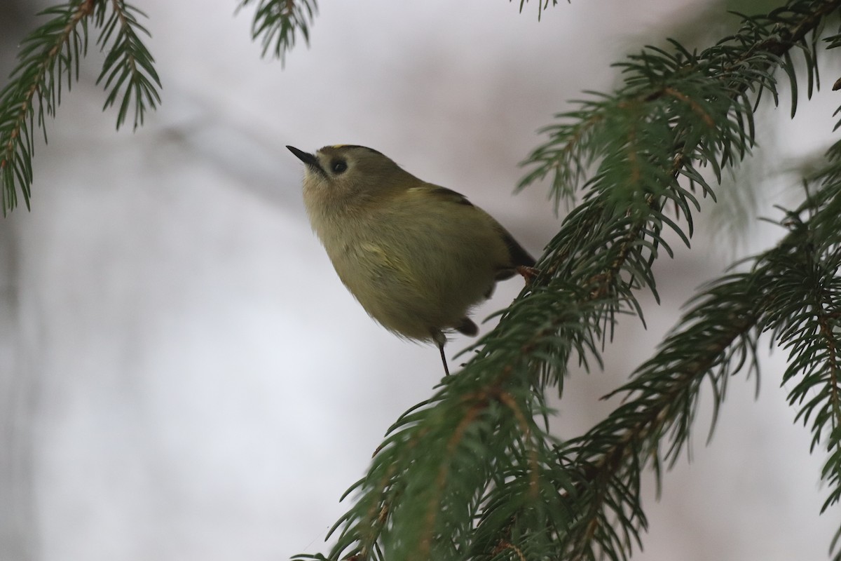 Reyezuelo Sencillo - ML646117967