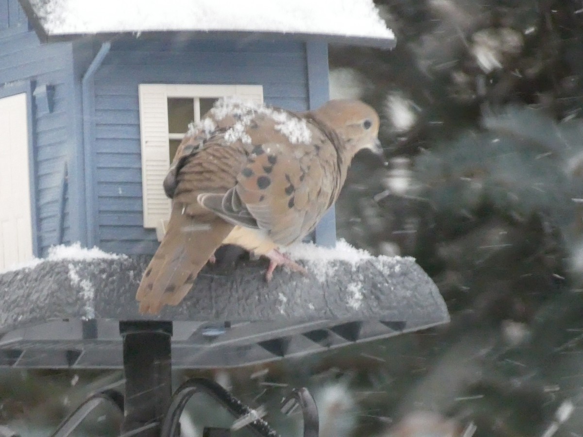 Zenaida Huilota - ML646117968