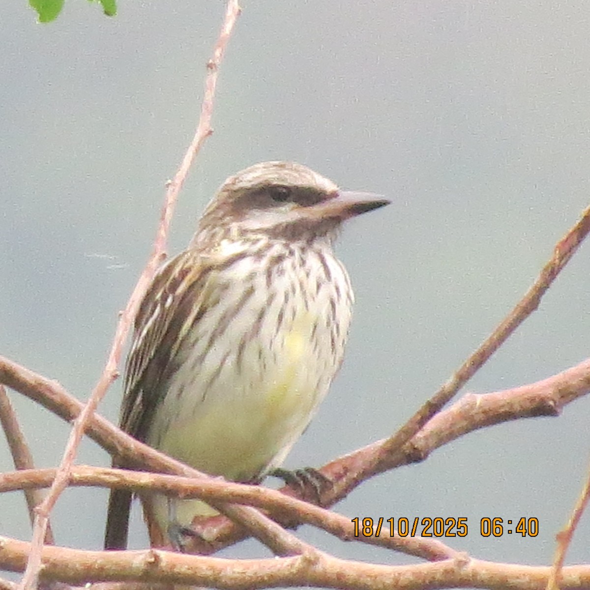 Bienteveo Ventriazufrado - ML646117969