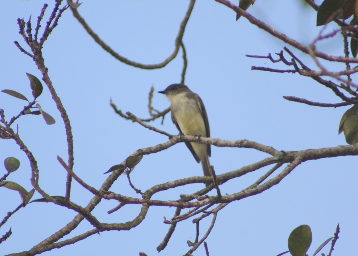 Mosquero Fibí - ML646117973