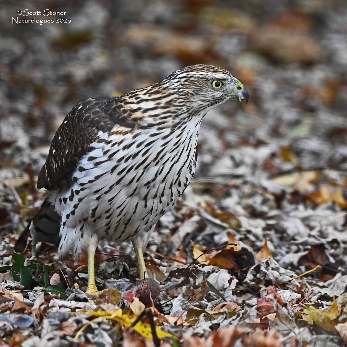 House Finch - ML646117977