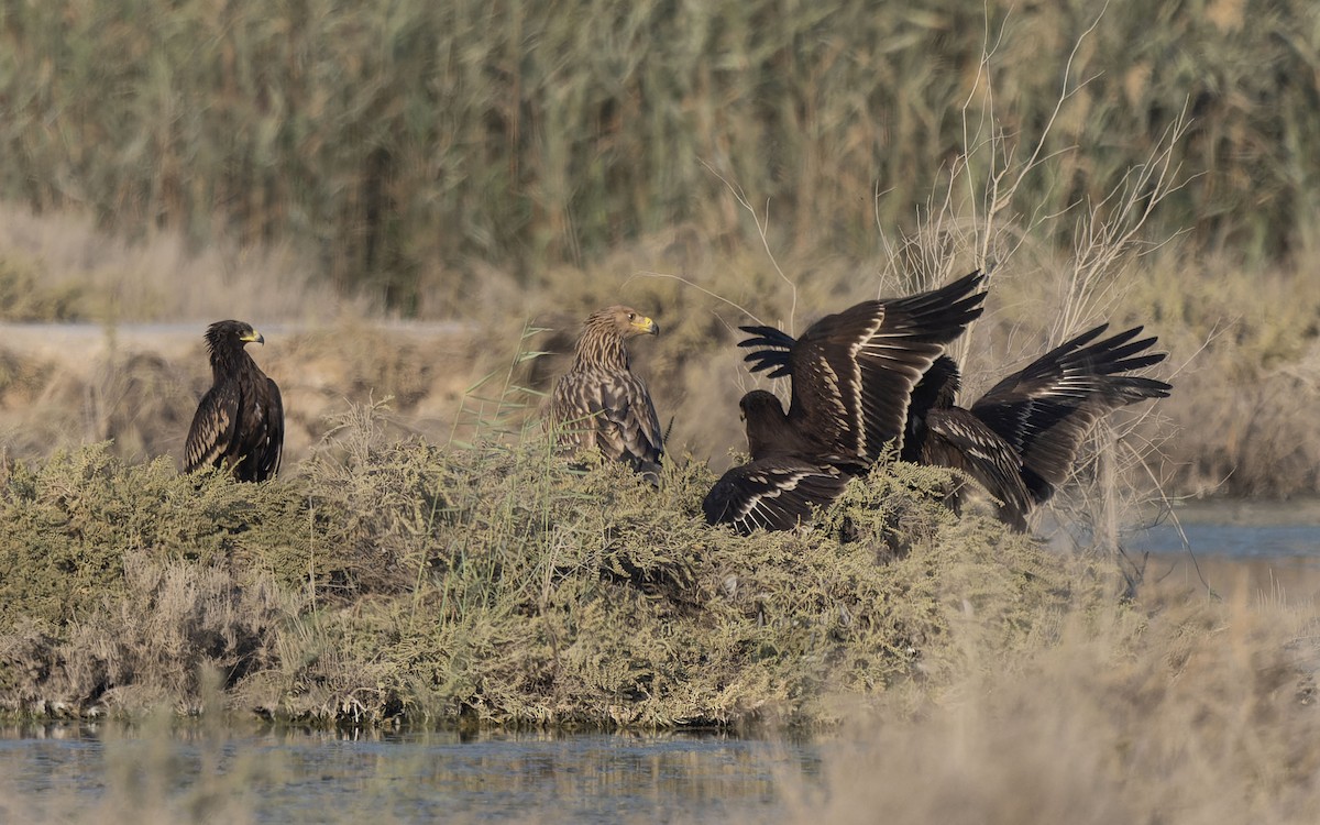Águila Imperial Oriental - ML646117980