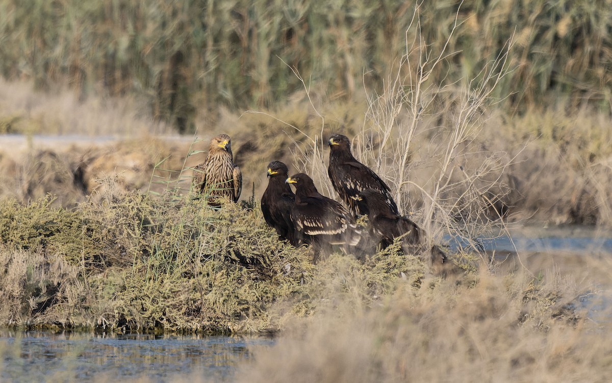 Águila Imperial Oriental - ML646117981