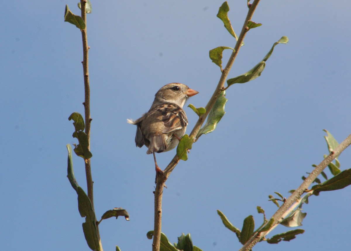 Chingolo Coroniblanco - ML646117982