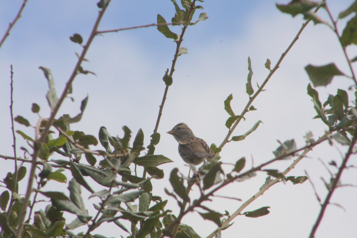 Chingolo Coroniblanco - ML646117983
