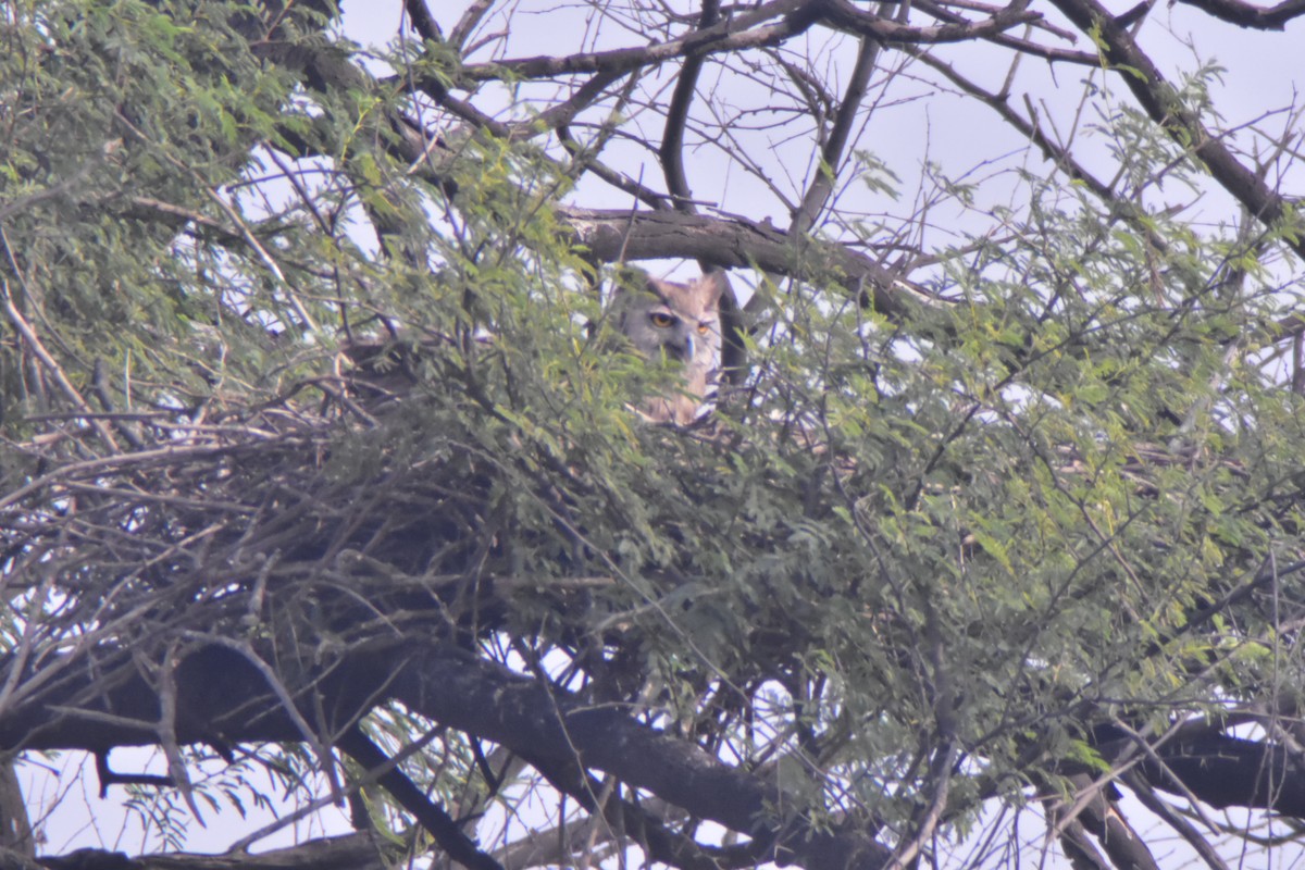 Búho de Coromandel - ML646117984