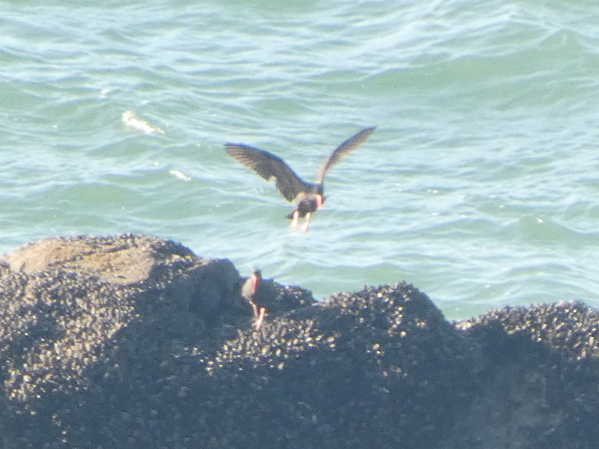 Ostrero Negro Norteamericano - ML646117986