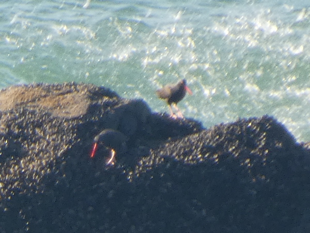 Ostrero Negro Norteamericano - ML646117987