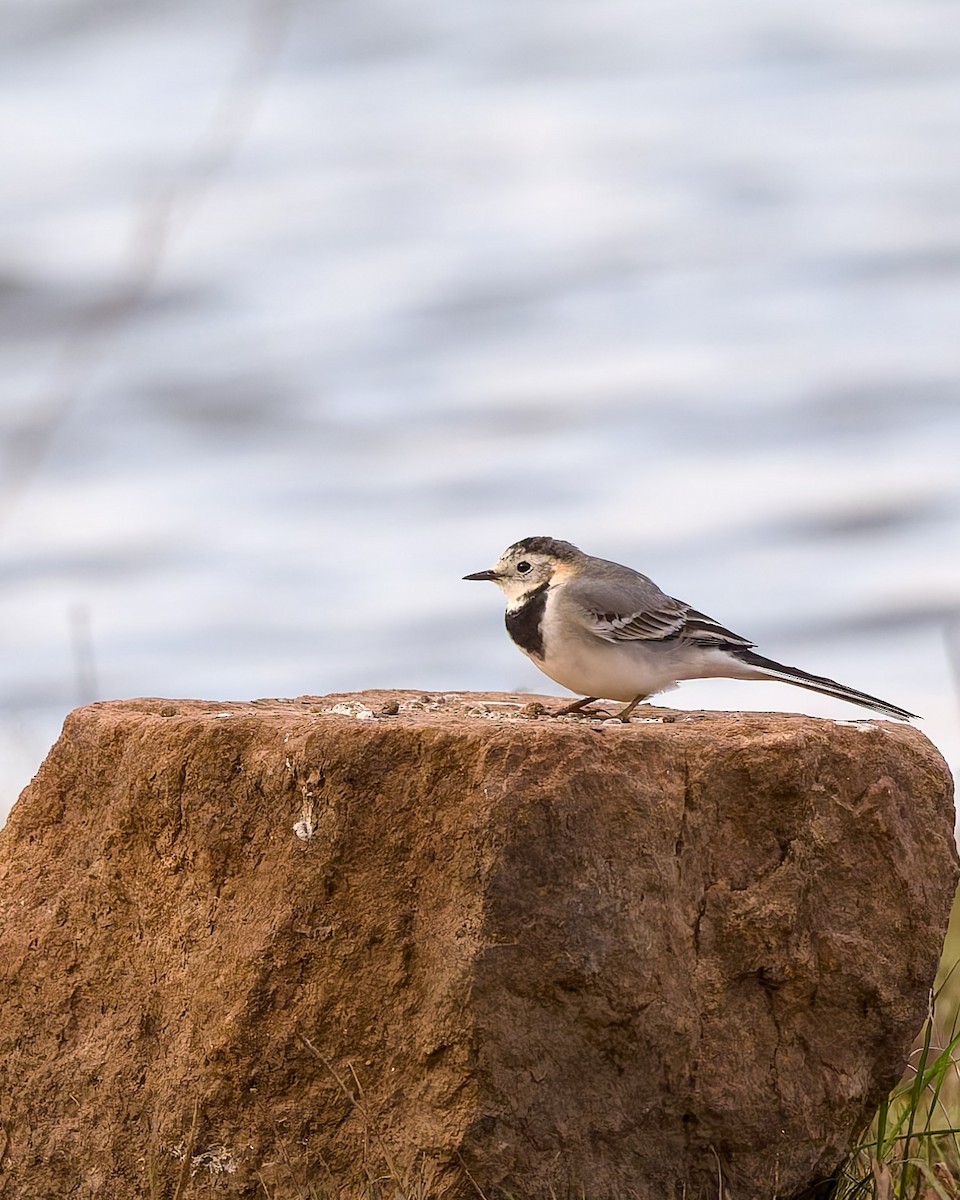 Lavandera Blanca - ML646117988