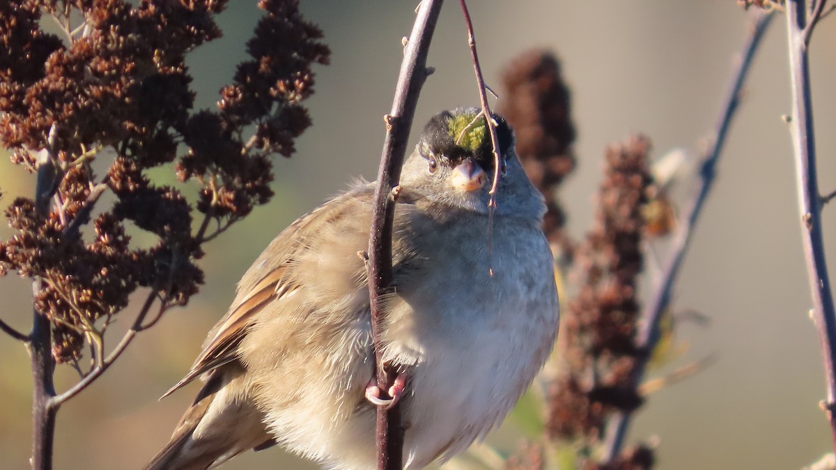 Chingolo Coronidorado - ML646117989