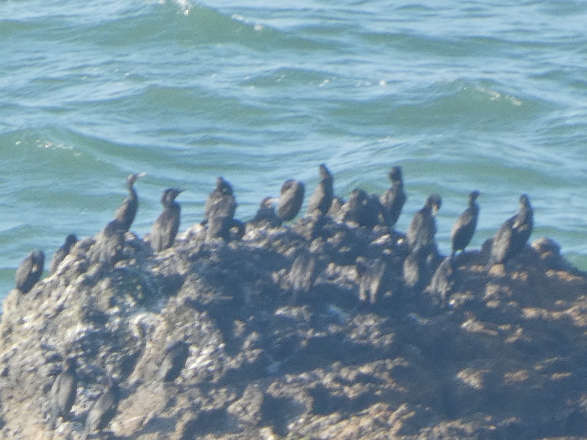 Cormorán Sargento - ML646117990